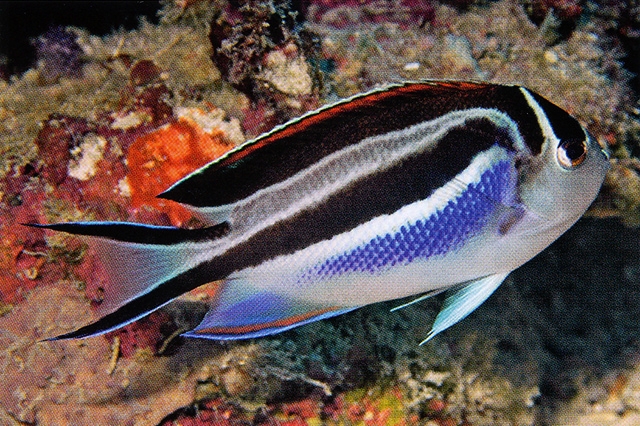 فرشته ماهی بلوسا ماده