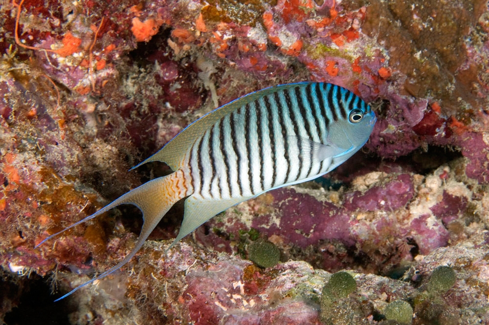 فرشته ماهی شکم خالدار نر