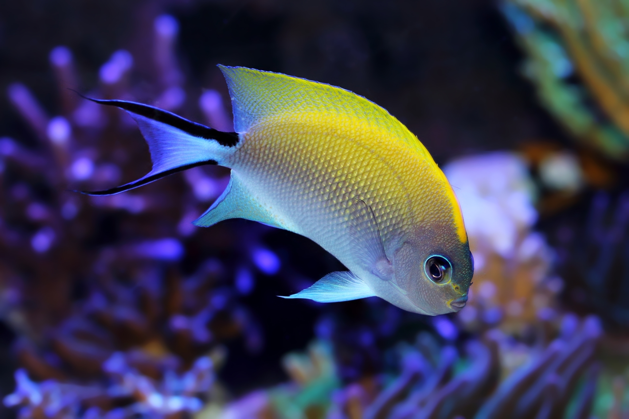 فرشته ماهی شکم خالدار ماده