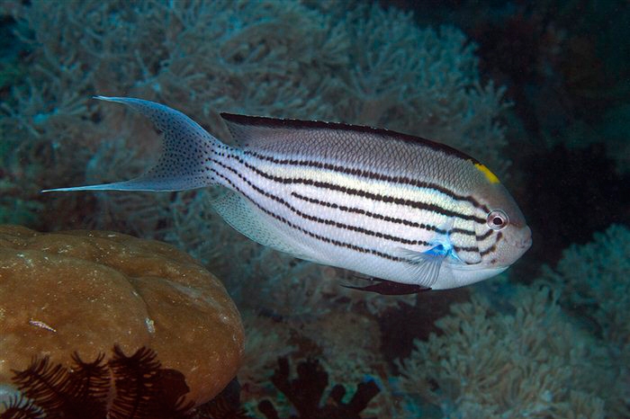 فرشته ماهی لامارک نر