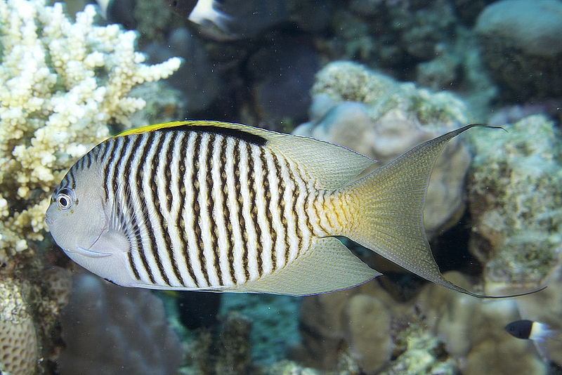 فرشته ماهی زبرا نر